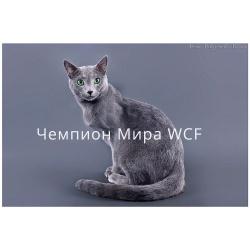 РУССКИЕ ГОЛУБЫЕ КОТЯТА от ЧЕМПИОНА МИРА WCF/ питомник SHEER LOVE/ Краснодар