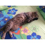 Пропал кот