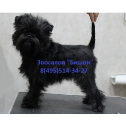 Стрижка и тримминг собак в Москве. Зоосалон "Бишон".