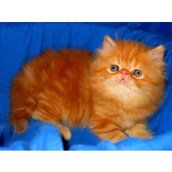 Очаровательный котик красный мрамор