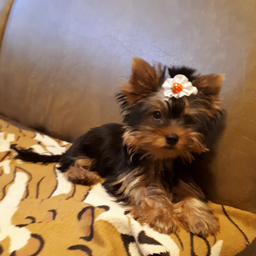 Olx sales teacup puppies