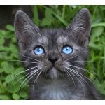 черные кошки с голубыми глазами