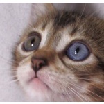 черные кошки с голубыми глазами