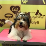 Салон красоты для собак и кошек предлагает услуги в салоне и с выездом на дом