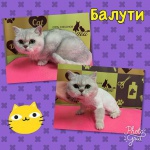 Вы ищете где в Москве подстричь собаку или кошку быстро, качественно и безболезненно? Студия красоты