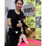Вы ищете где в Москве подстричь собаку или кошку быстро, качественно и безболезненно? Студия красоты