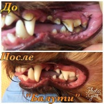Собака почистить зубы. Как? Чистка зубов ультразвуком. Уз- без боли и наркоза