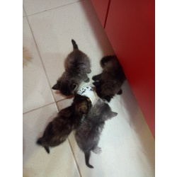 4котенка и мама кошка
