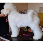 Щенок Bichon для продажи