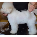 Щенок Bichon для продажи