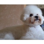 Щенок Bichon для продажи