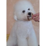 Щенок Bichon для продажи