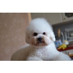 Щенок Bichon для продажи