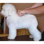 Щенок Bichon для продажи