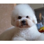 Щенок Bichon для продажи