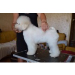 Щенок Bichon для продажи