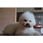 Щенок Bichon для продажи