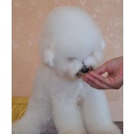 Щенок Bichon для продажи