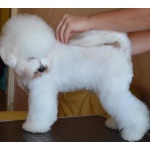 Щенок Bichon для продажи