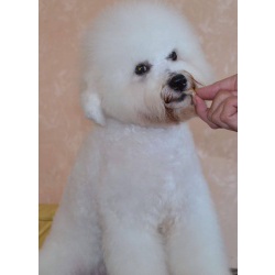 Щенок Bichon для продажи