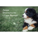 Продаю щенков Бернского Зенненхунда