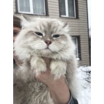 Сибирские и невские маскарадные котята из питомника ФОРМУЛА УСПЕХА