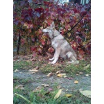 Щенки волчьей собаки (Saarloos Wolfdogs)