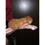 Котята мей - кунята