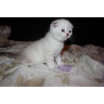 Продажа котят