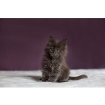 Продам котят породы МЕЙН КУН в Челябинске