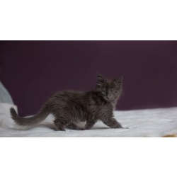 Продам котят породы МЕЙН КУН в Челябинске