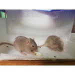 Монгольские песчанки