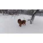 Тибетский мастиф