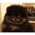 Мальчик 2 месяца Немецкий шпиц