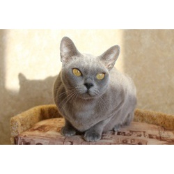 Европейская бурма кошка голубого окраса