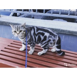 Коты на вязку