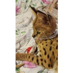 Купите Котят Сервала