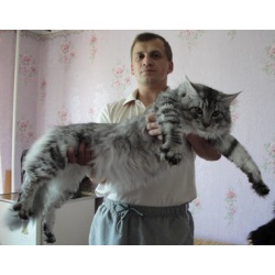 котята Мейн Кун -нежные гиганты
