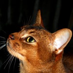 Абиссинские котята дикого окраса ! с документами