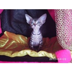 Донской сфинкс- очаровательные котята