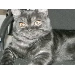 вязка с котом