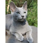 Русский голубой котенок
