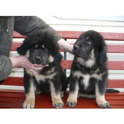 Высокопородные щенки тибетского и испанского мастифа 45 000