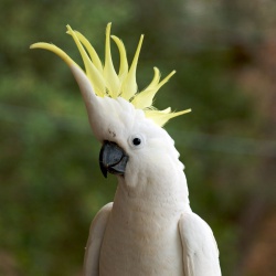 Попугай большой Желтохохлый какаду