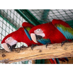 Попугай зеленокрылый ара