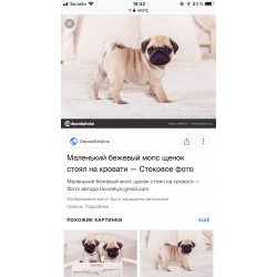 Куплю щенка мопса