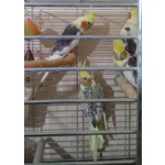 Птенцы попугаев-для обучения волнистые и кореллы