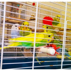 Птенцы попугаев-для обучения волнистые и кореллы