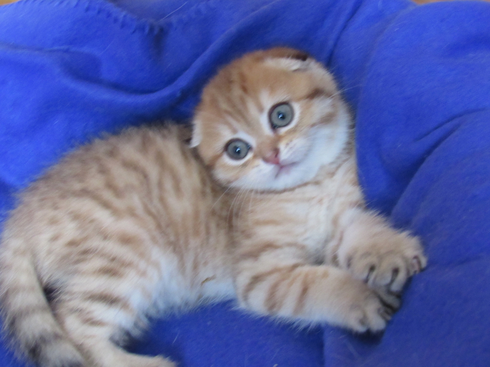 Котята Золотая Шиншилла Фото