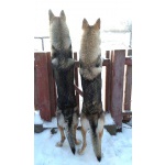 Чехословацкая волчья собака – щенки 2 месяца, мальчик.